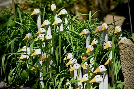 White Geese