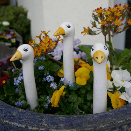White Geese