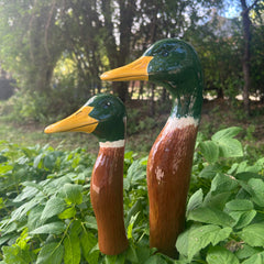 Collection image for: Ducks