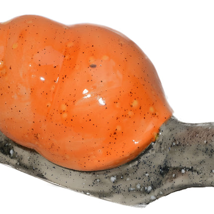 10" Long Shelled Snail