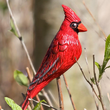 Red Cardinal