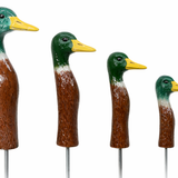 Mallard Duck (4 Sizes)