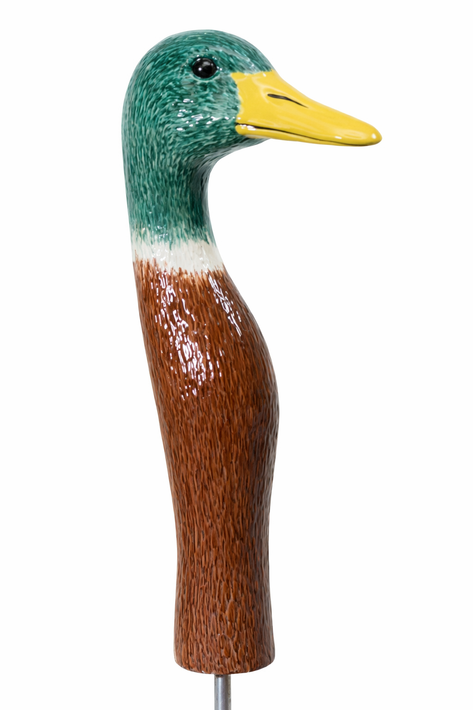 Mallard Duck