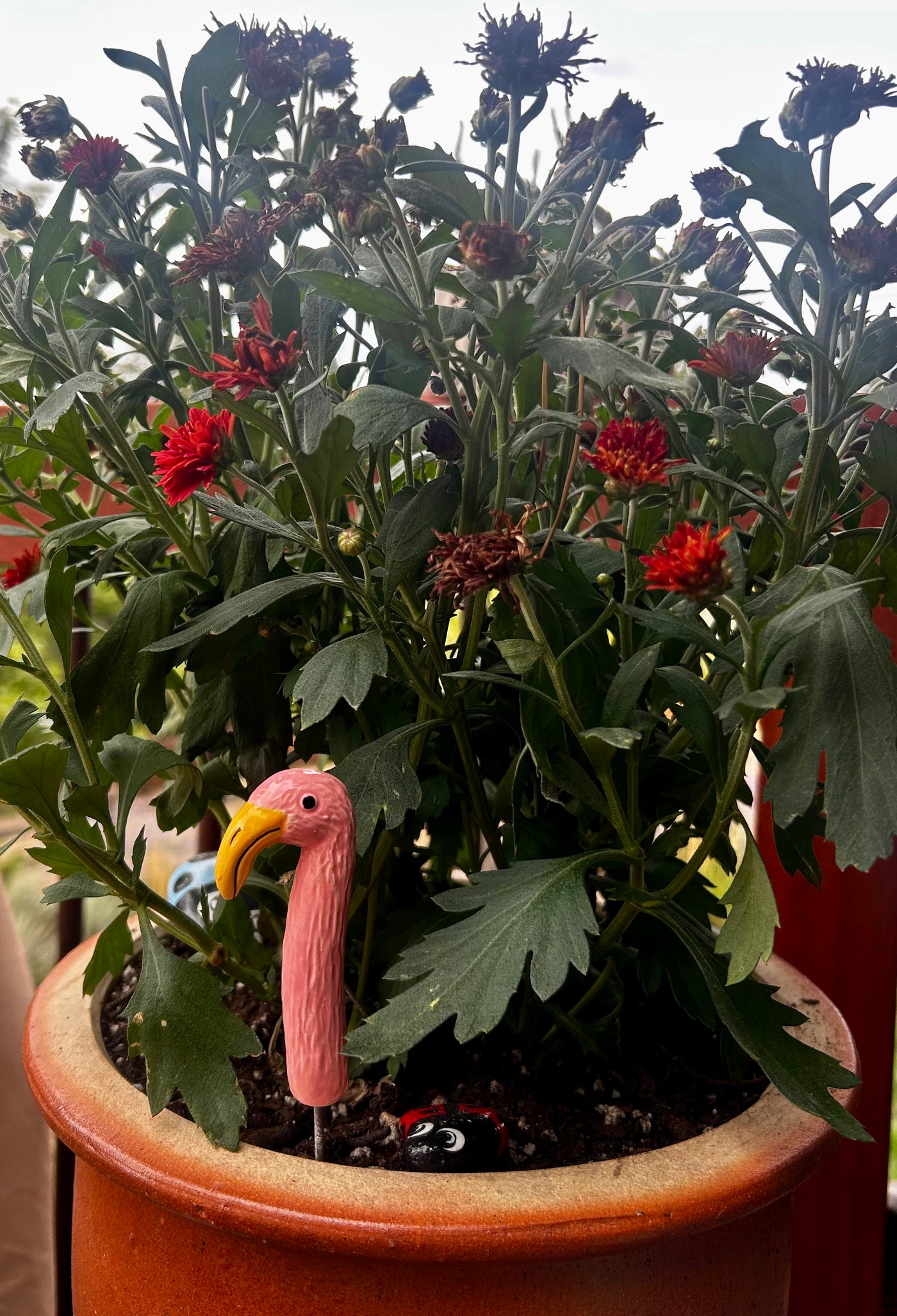 Flamingo
