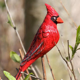 Red Cardinal