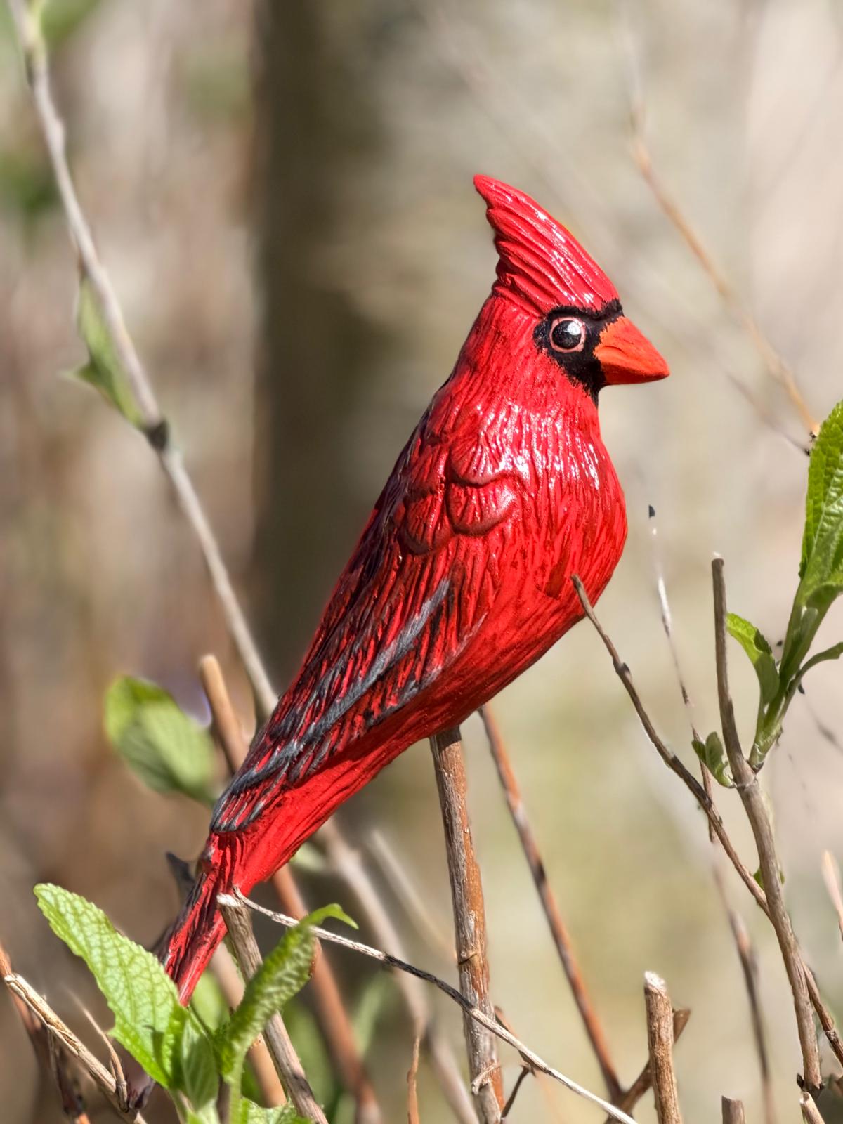 Red Cardinal