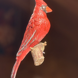 Red Cardinal